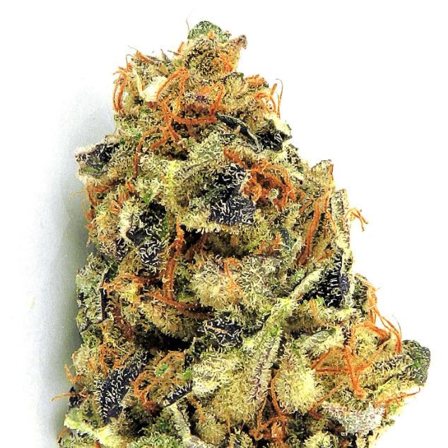 K.O.Kush