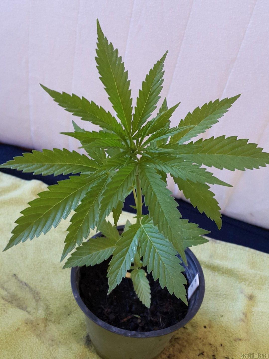 Kryptonite