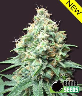 Kush Bomb