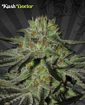 Kush Doctor