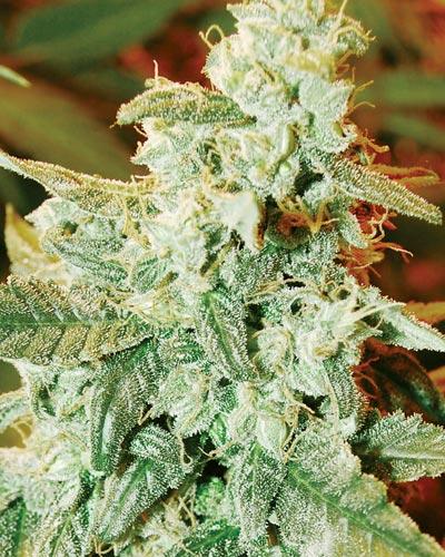 Kush Fromage Auto