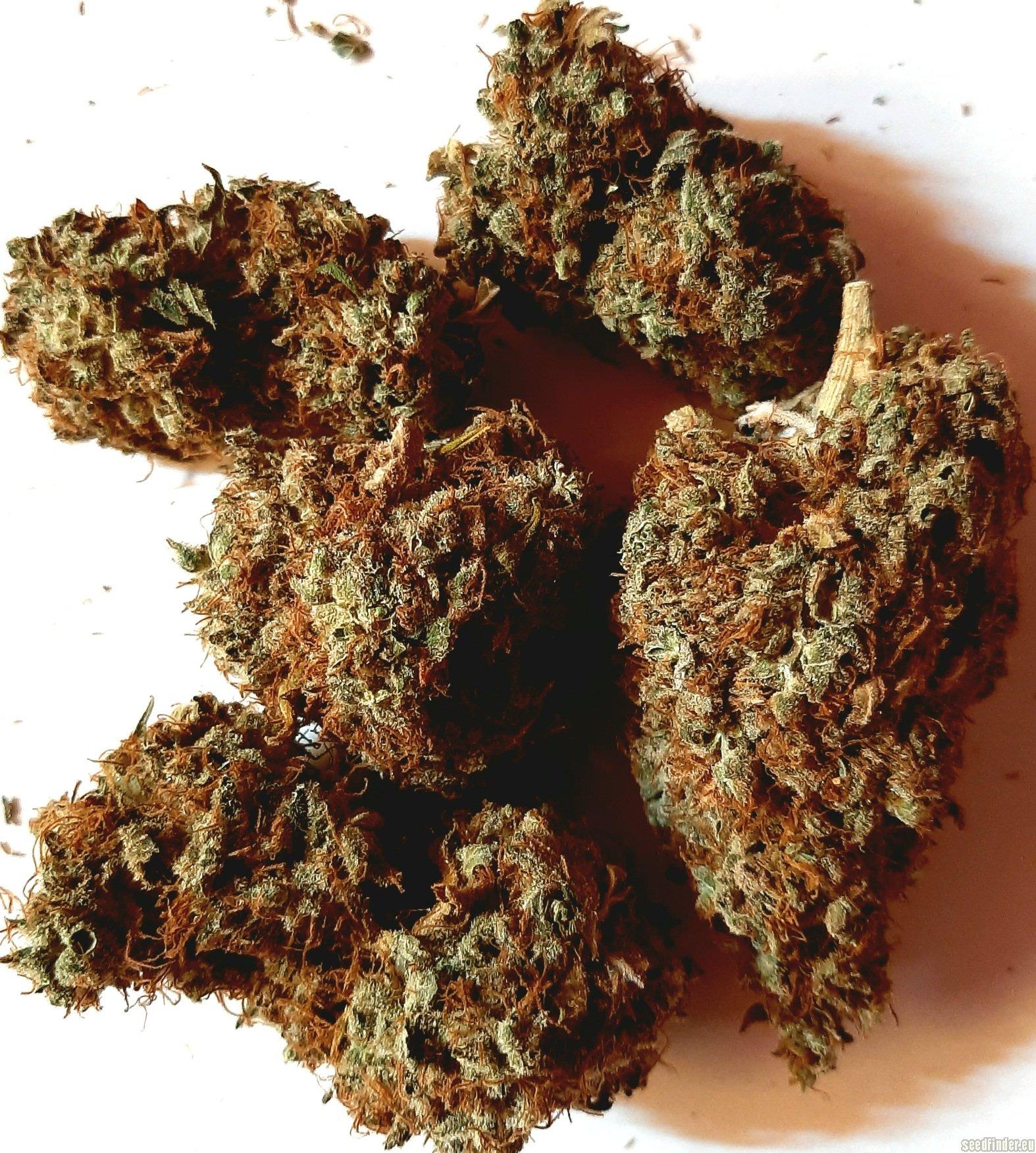 Kush Mintz