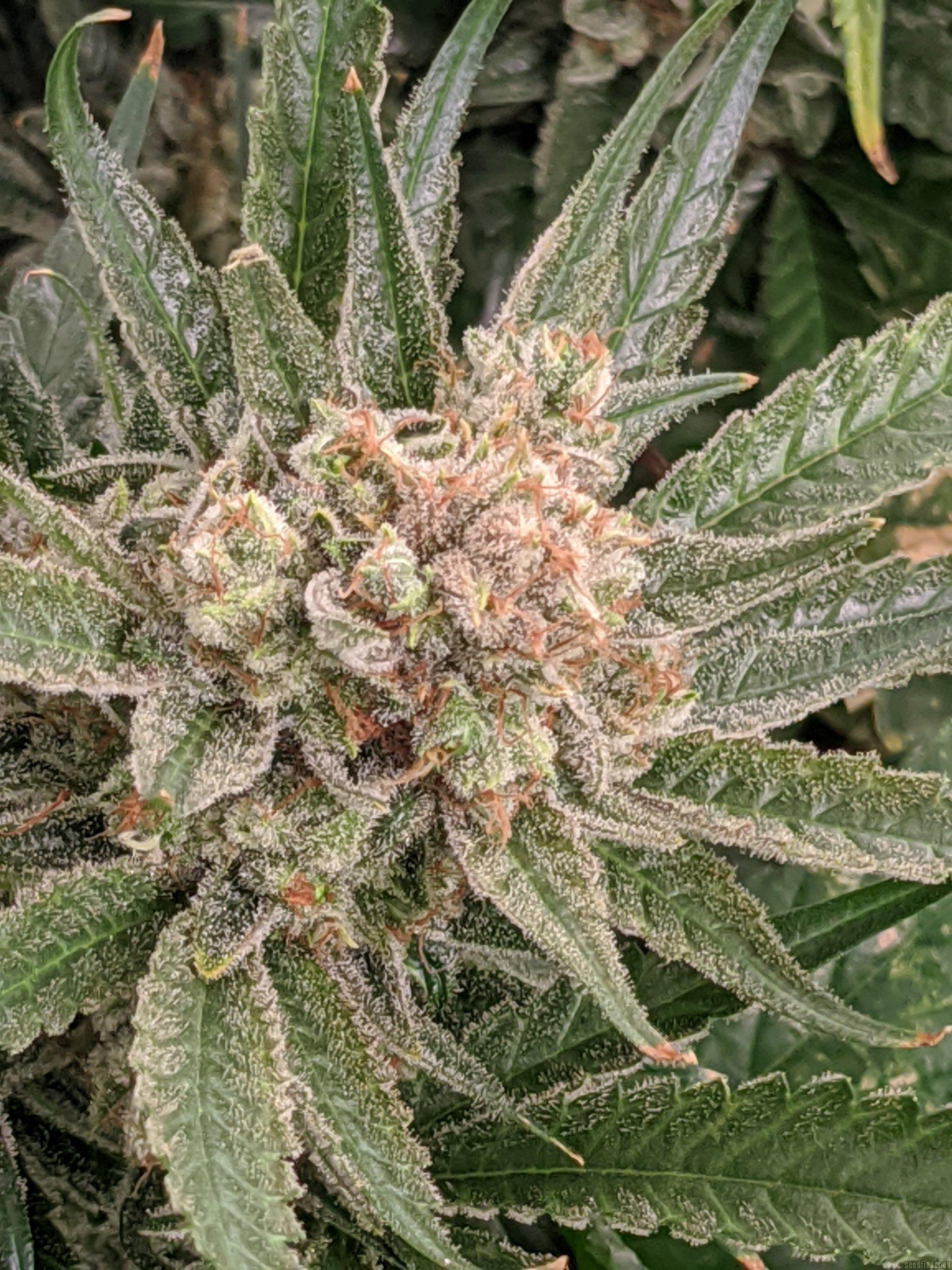 Kush 'N' Cookies CBD