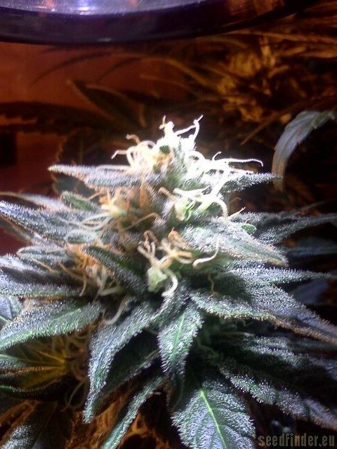 Kushberry