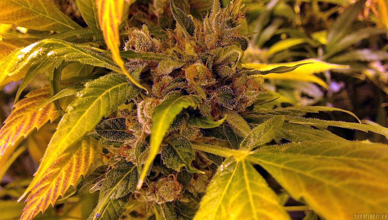 LA Cookies