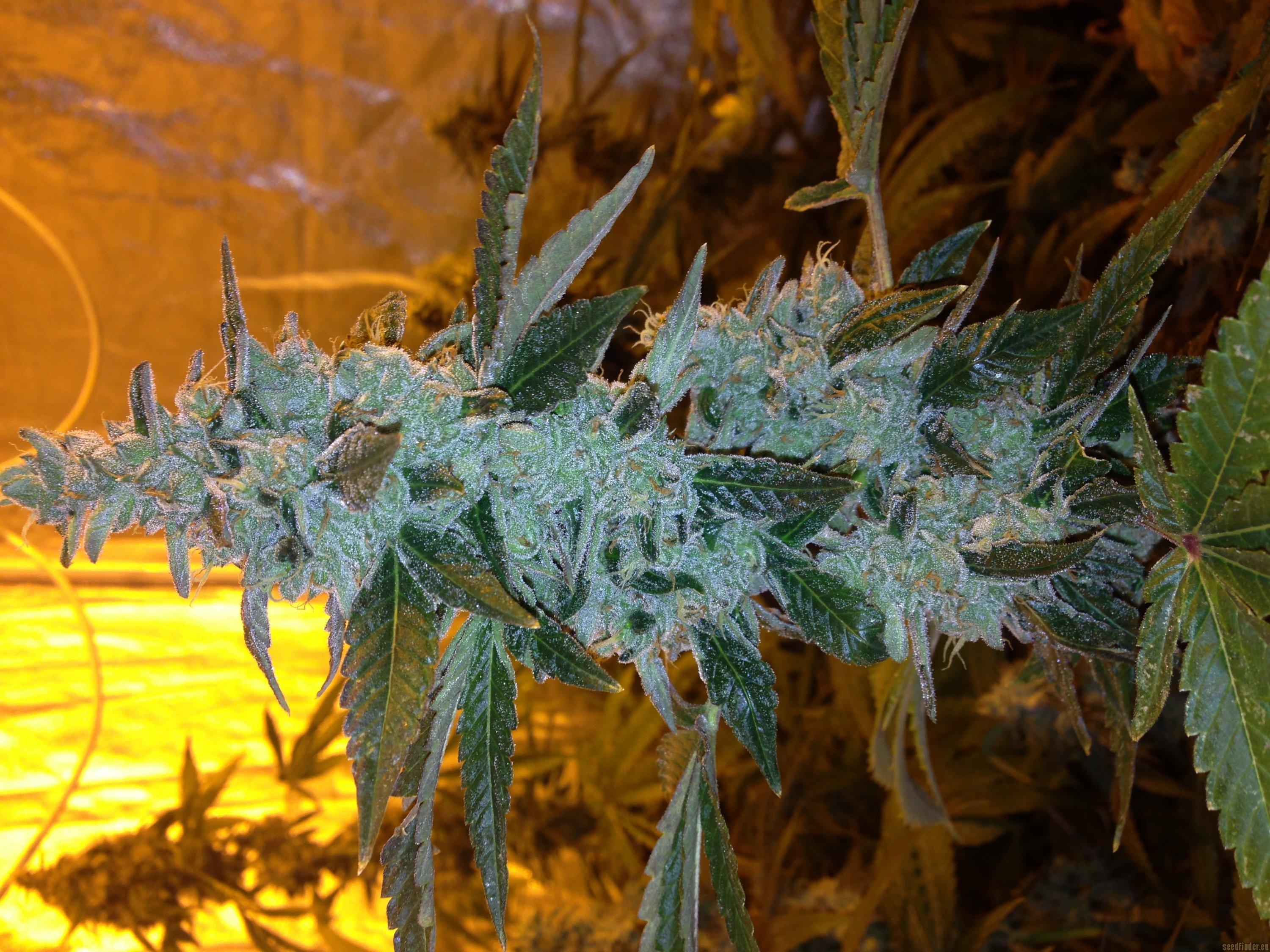 Larry's Lemon OG