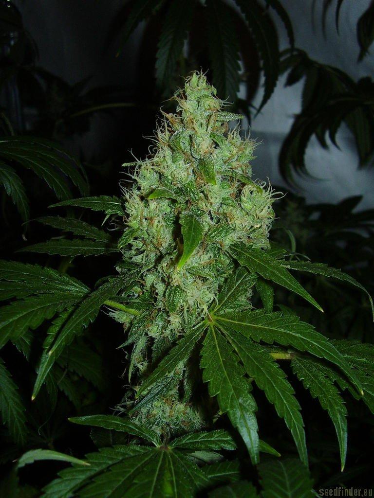 Lemon Kush