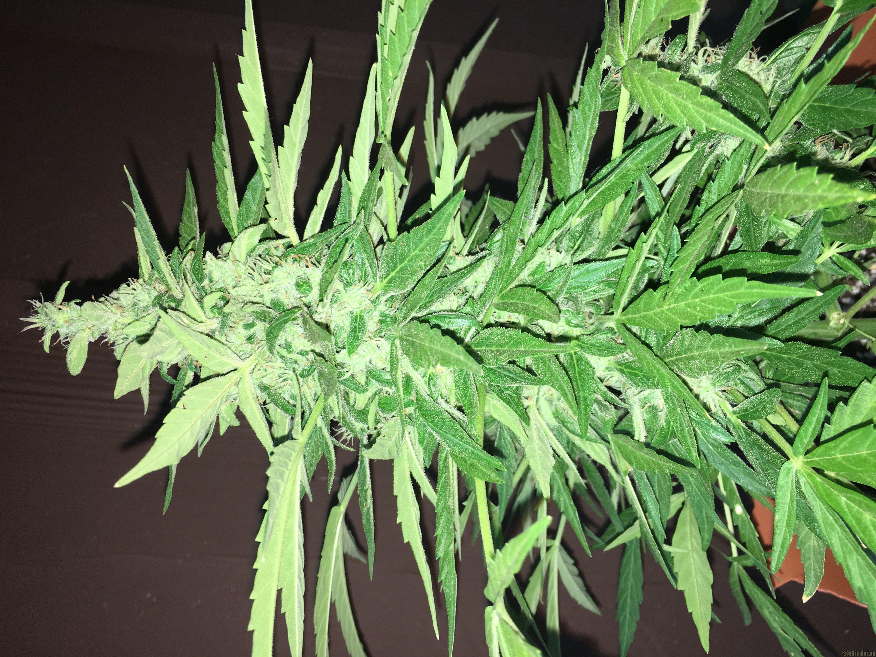 Lemon OG Haze Auto
