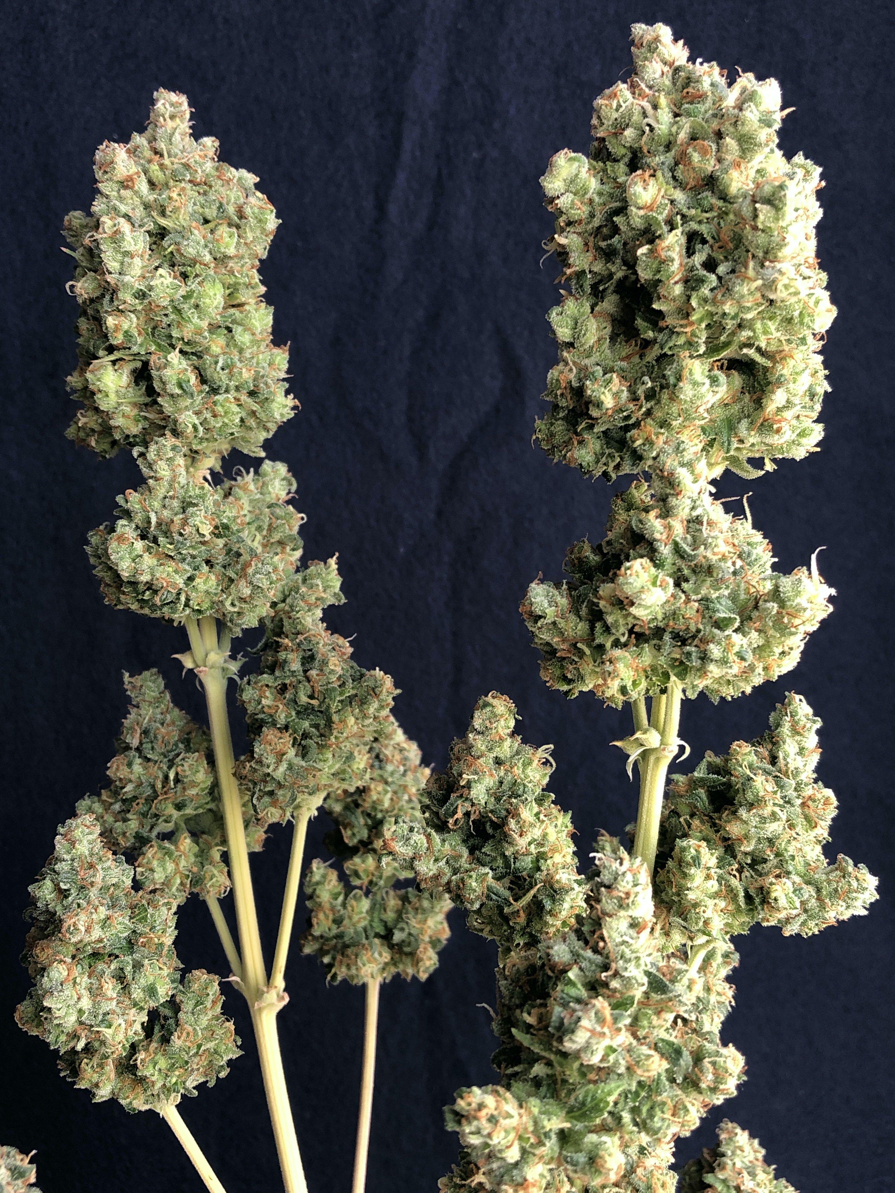 Lemon Pie Auto