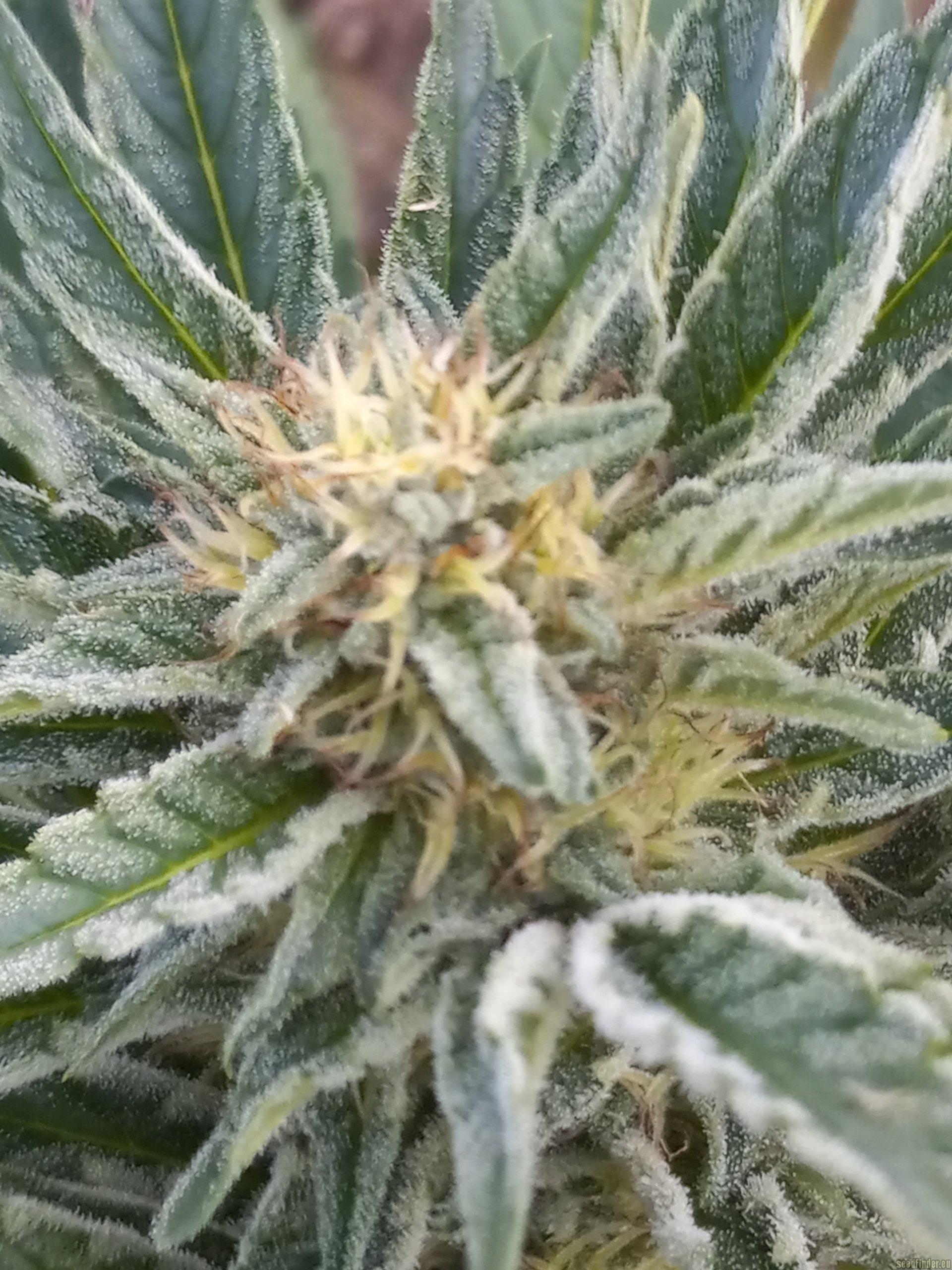 Lemon Venom