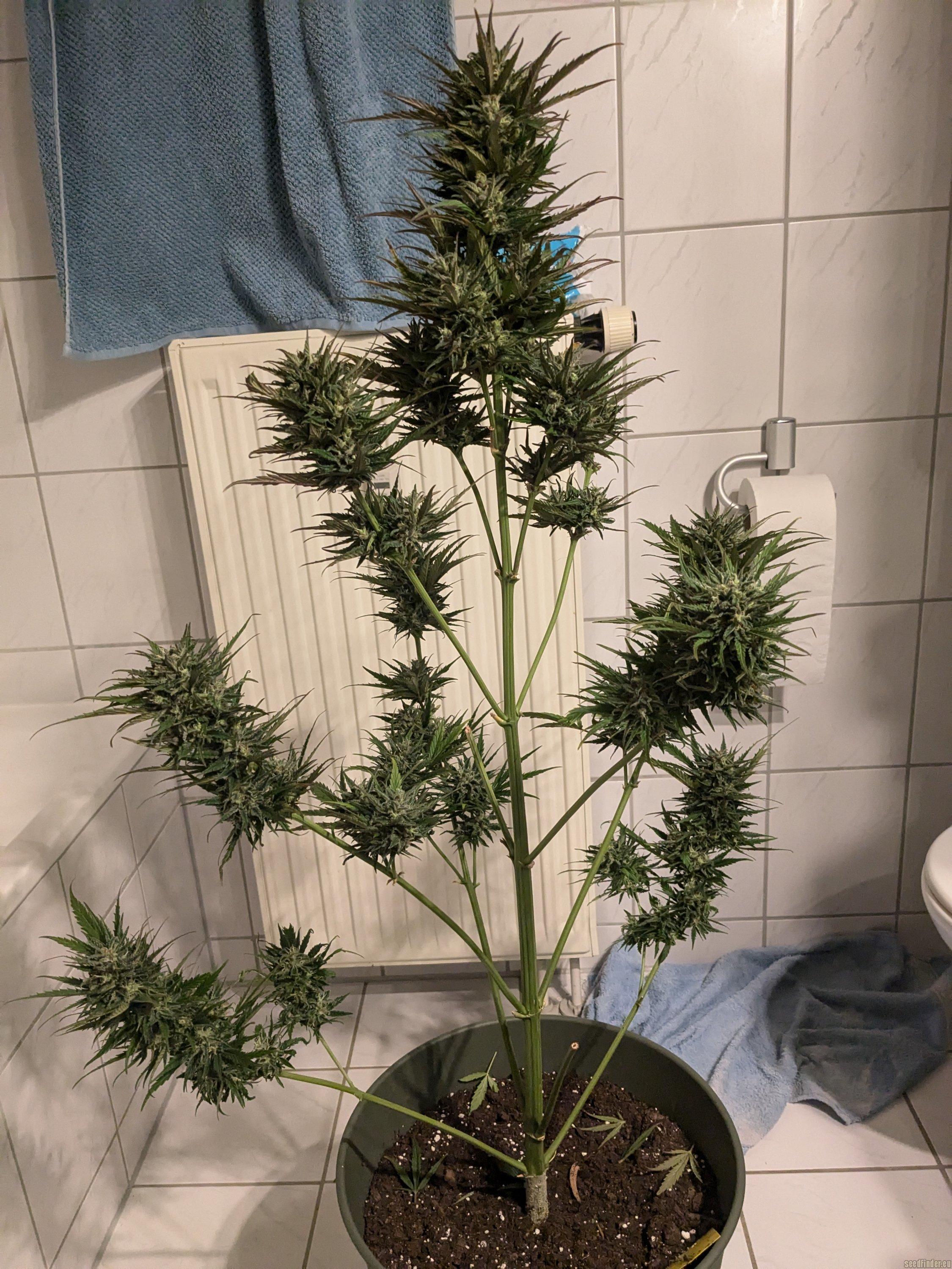 Lemonade Auto