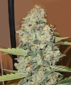 Louis XIII OG