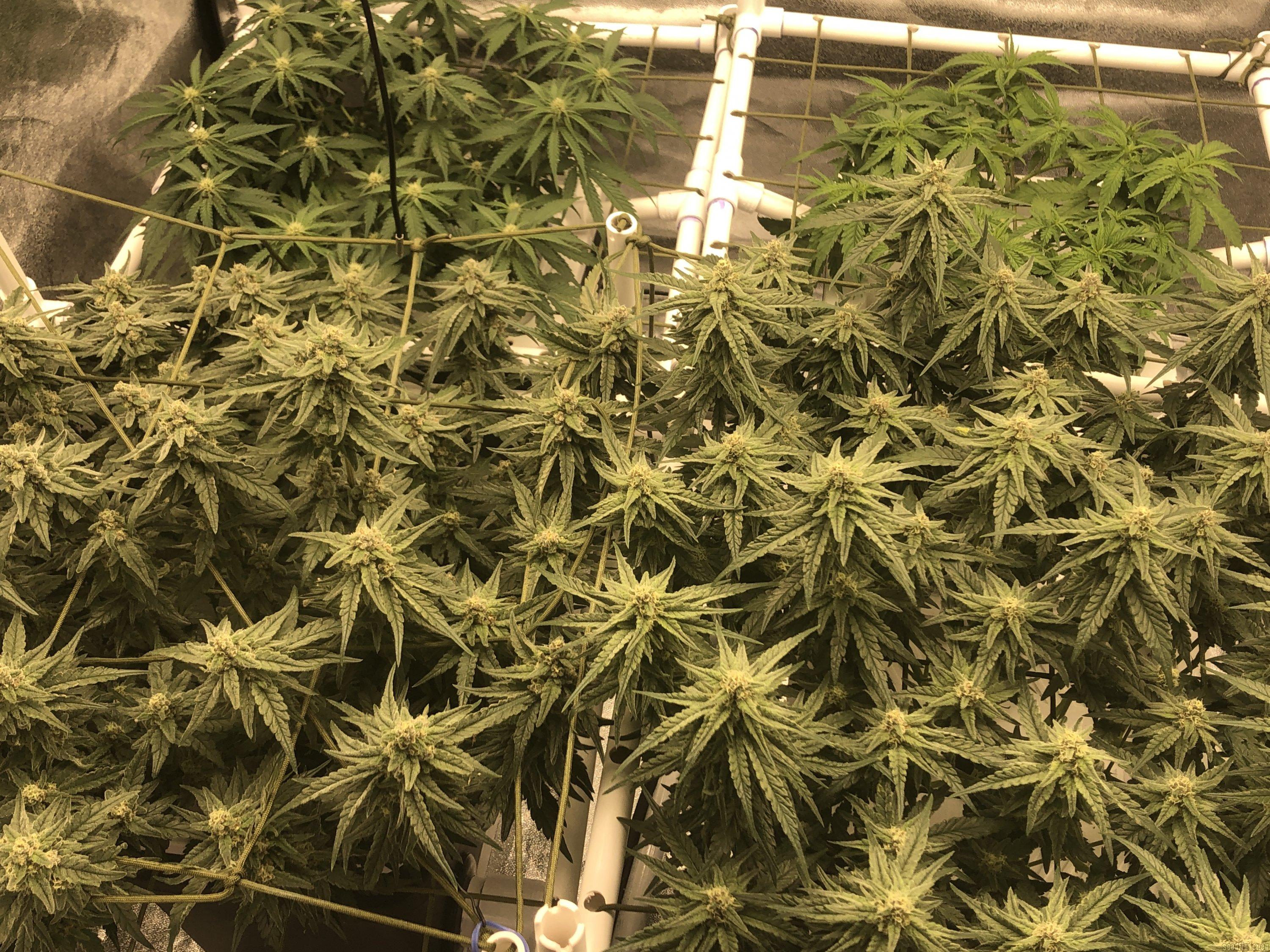 Mamacita's Cookies