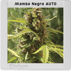 Mamba Negra Auto