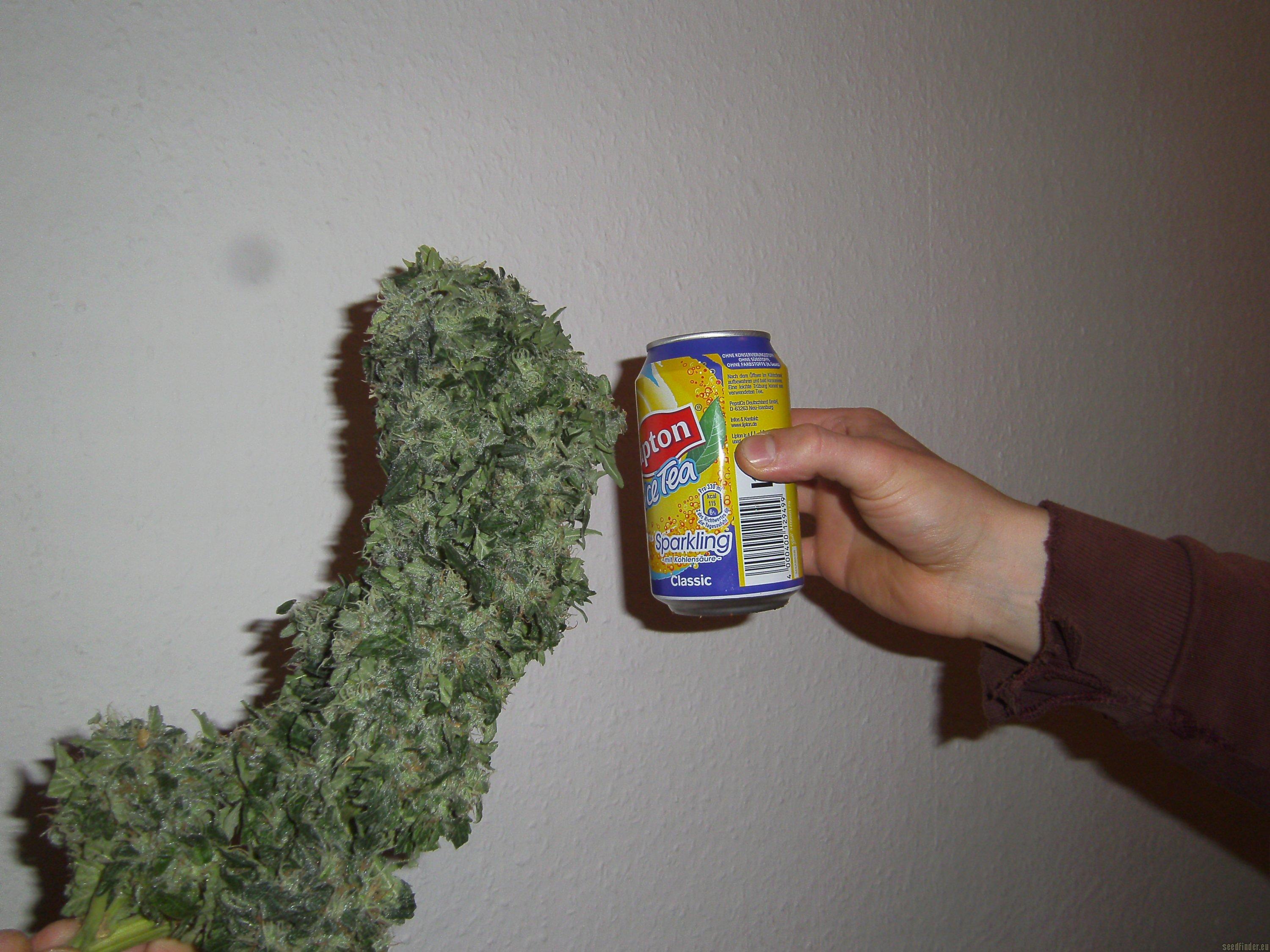 Maple Leaf Indica