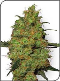 Master Kush