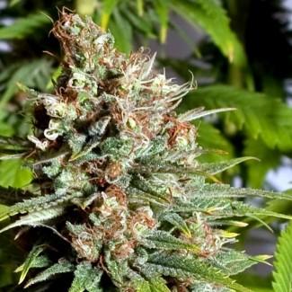 Master Kush