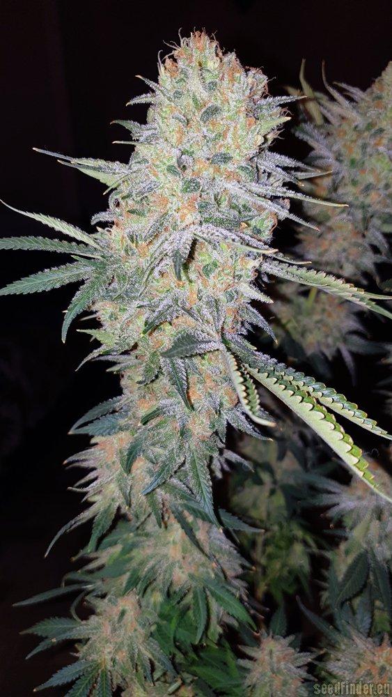 Mazar Kush