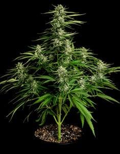 Medusa F1 Auto