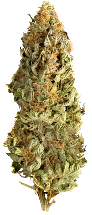 Mega CBD