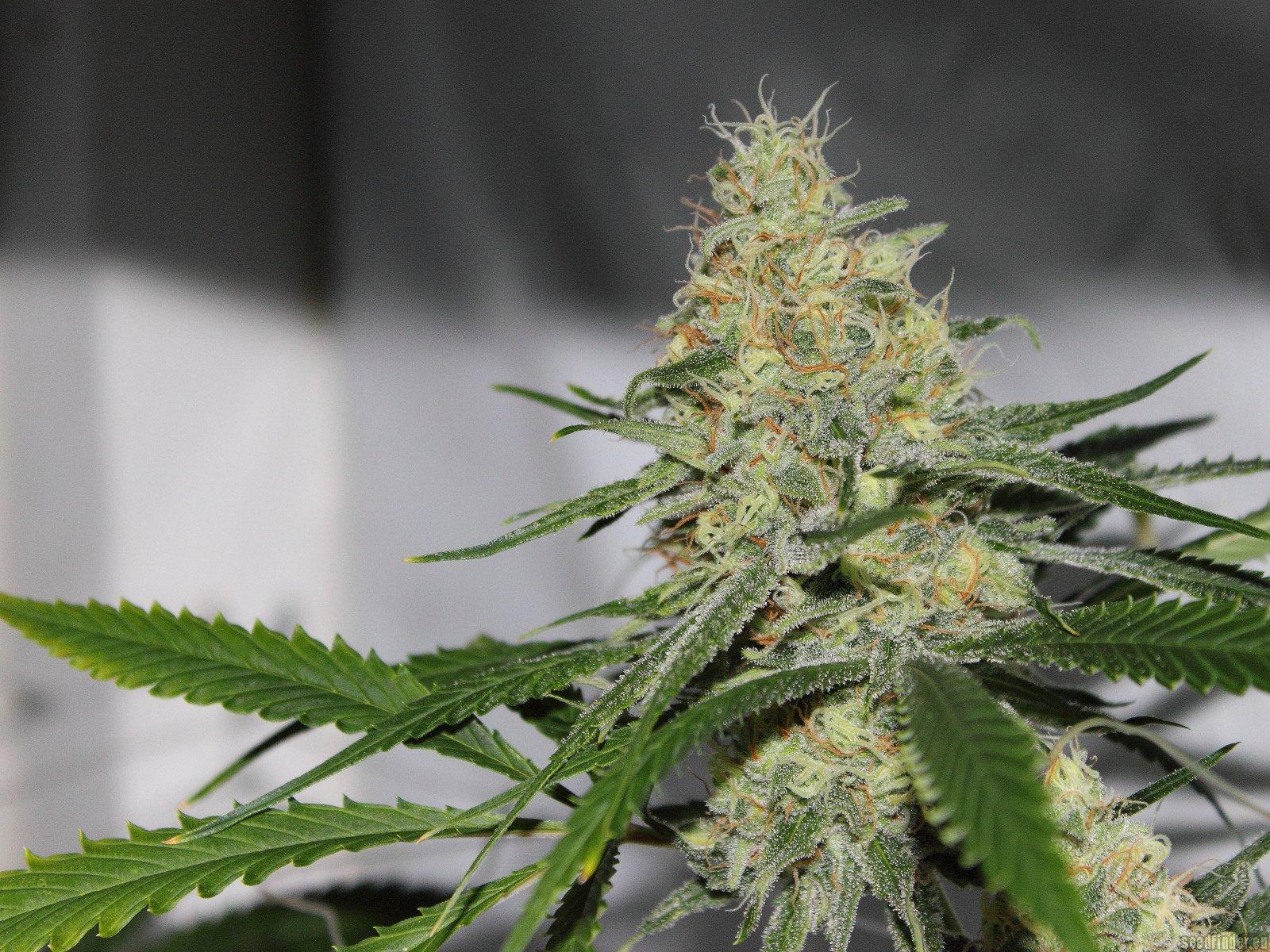 Melon Gum