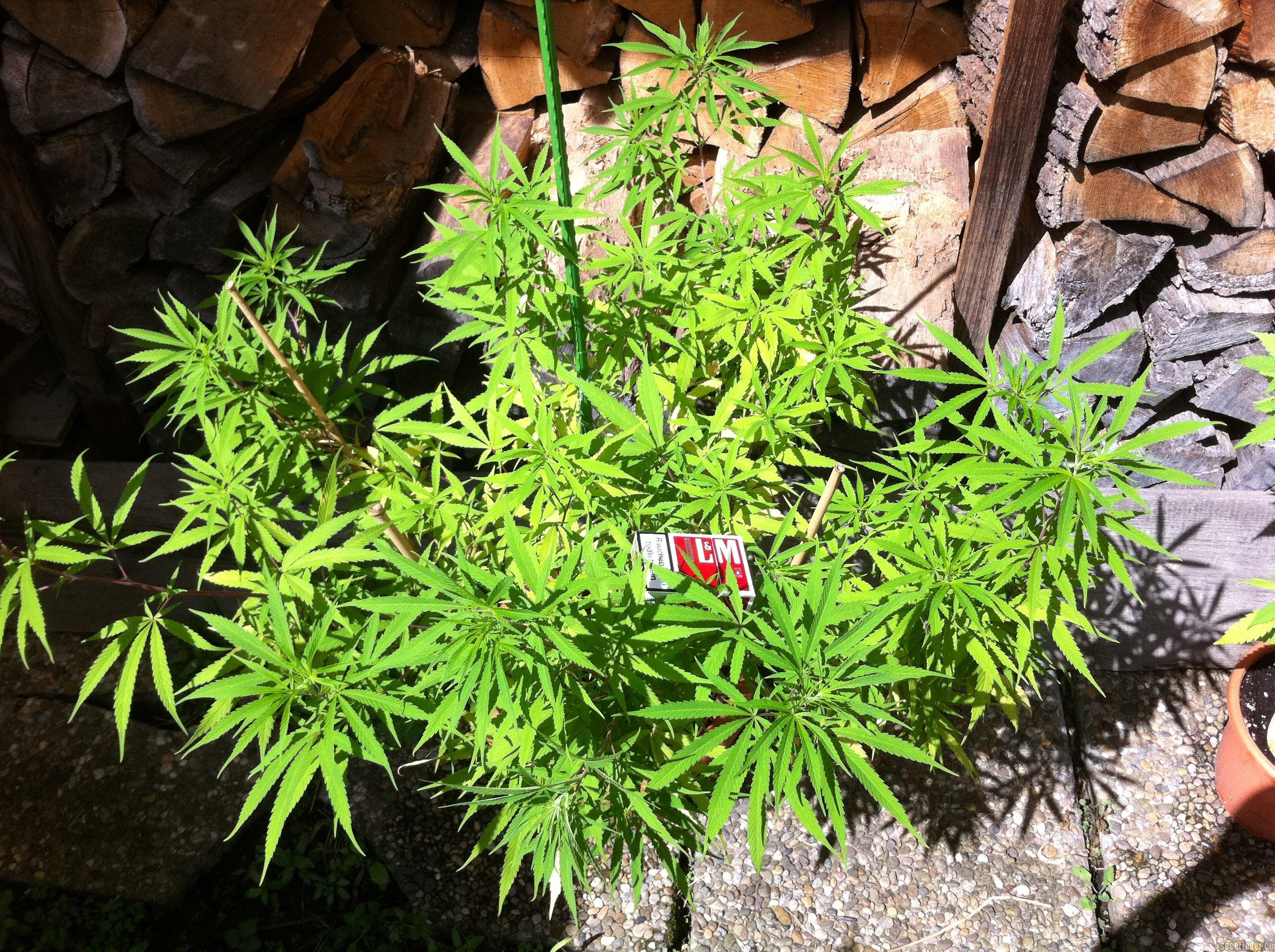 Mexican Sativa