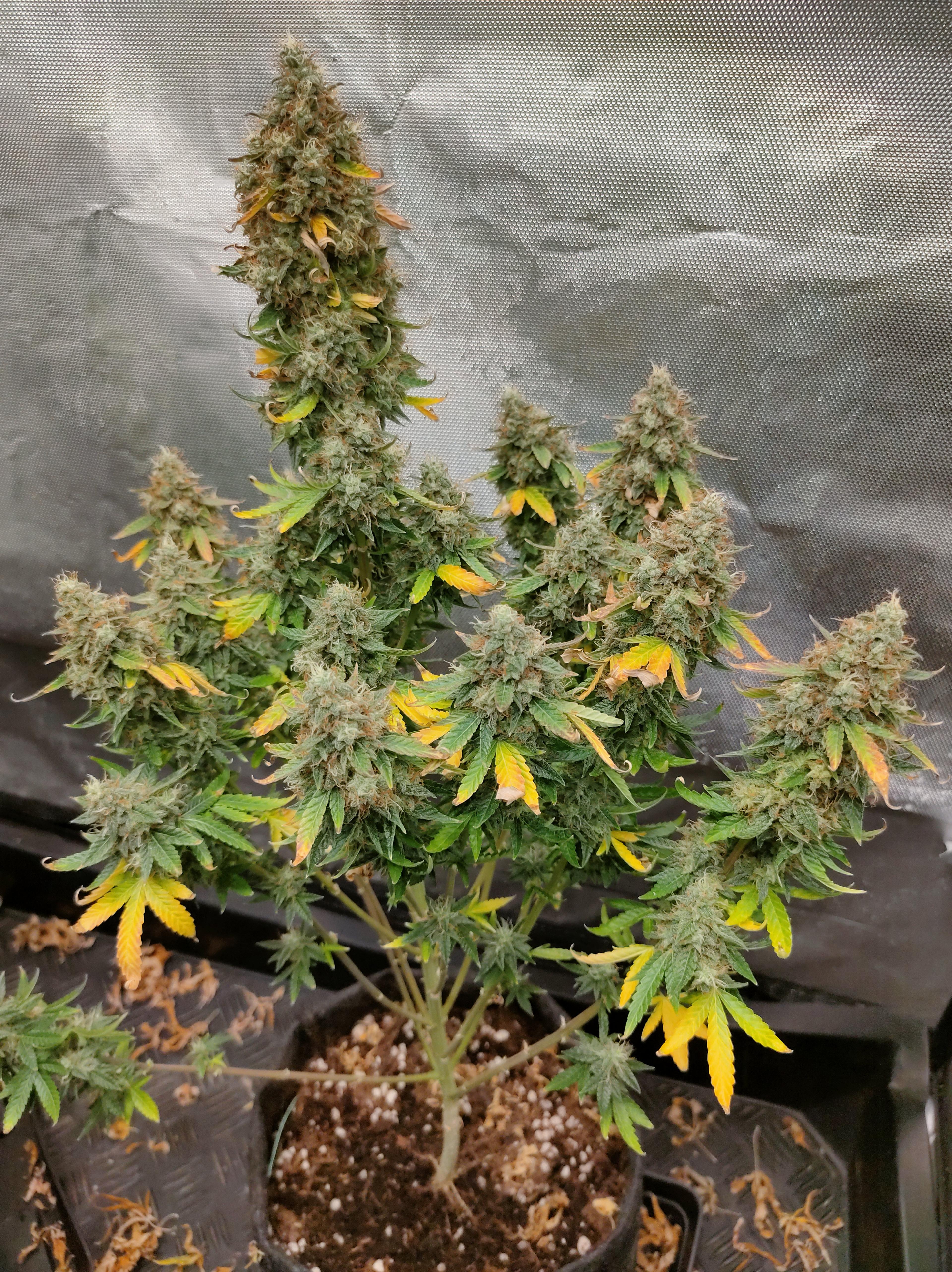 Milky Way F1 Auto