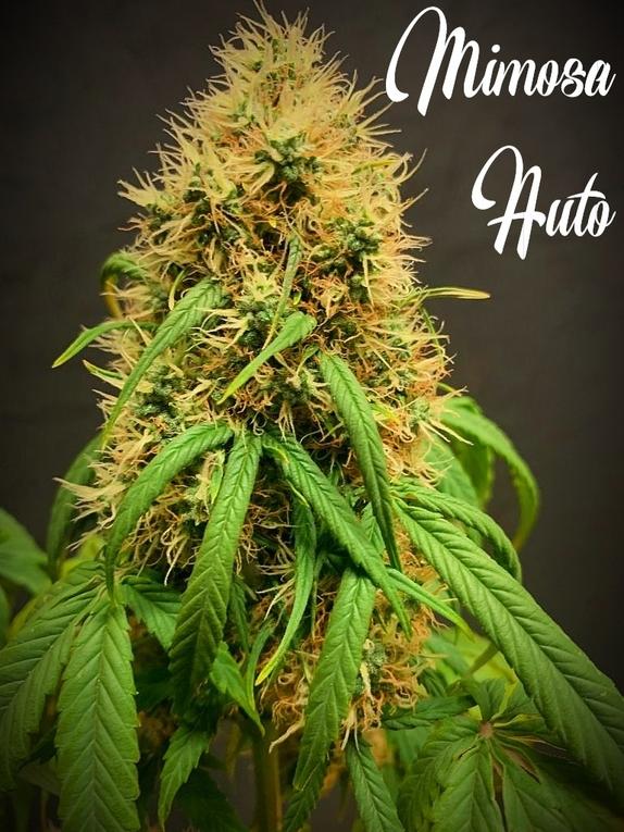 Mimosa Auto