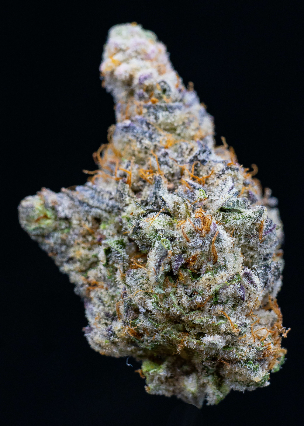 Mimosa Gusher