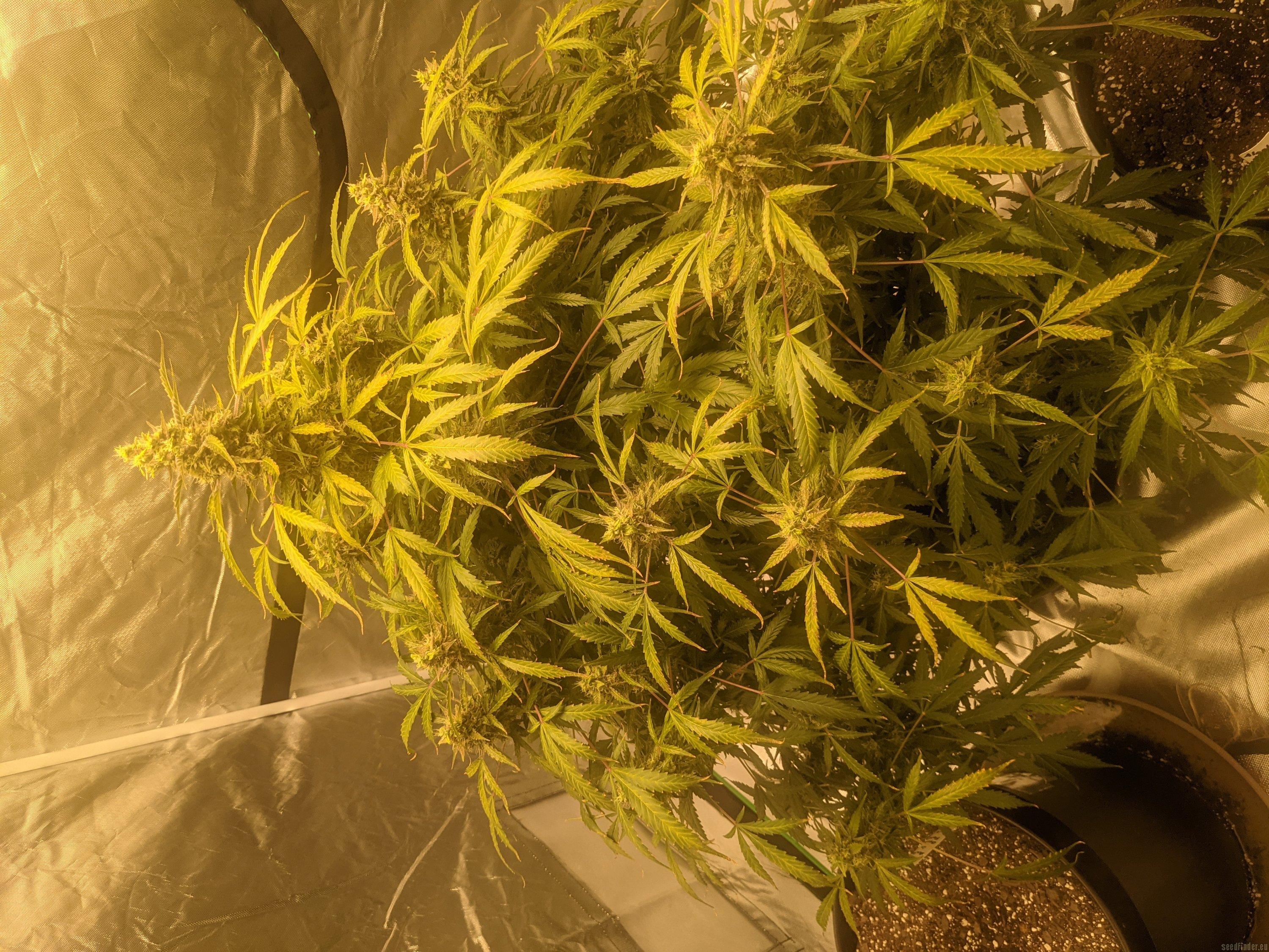 Mimosa Lemon Auto