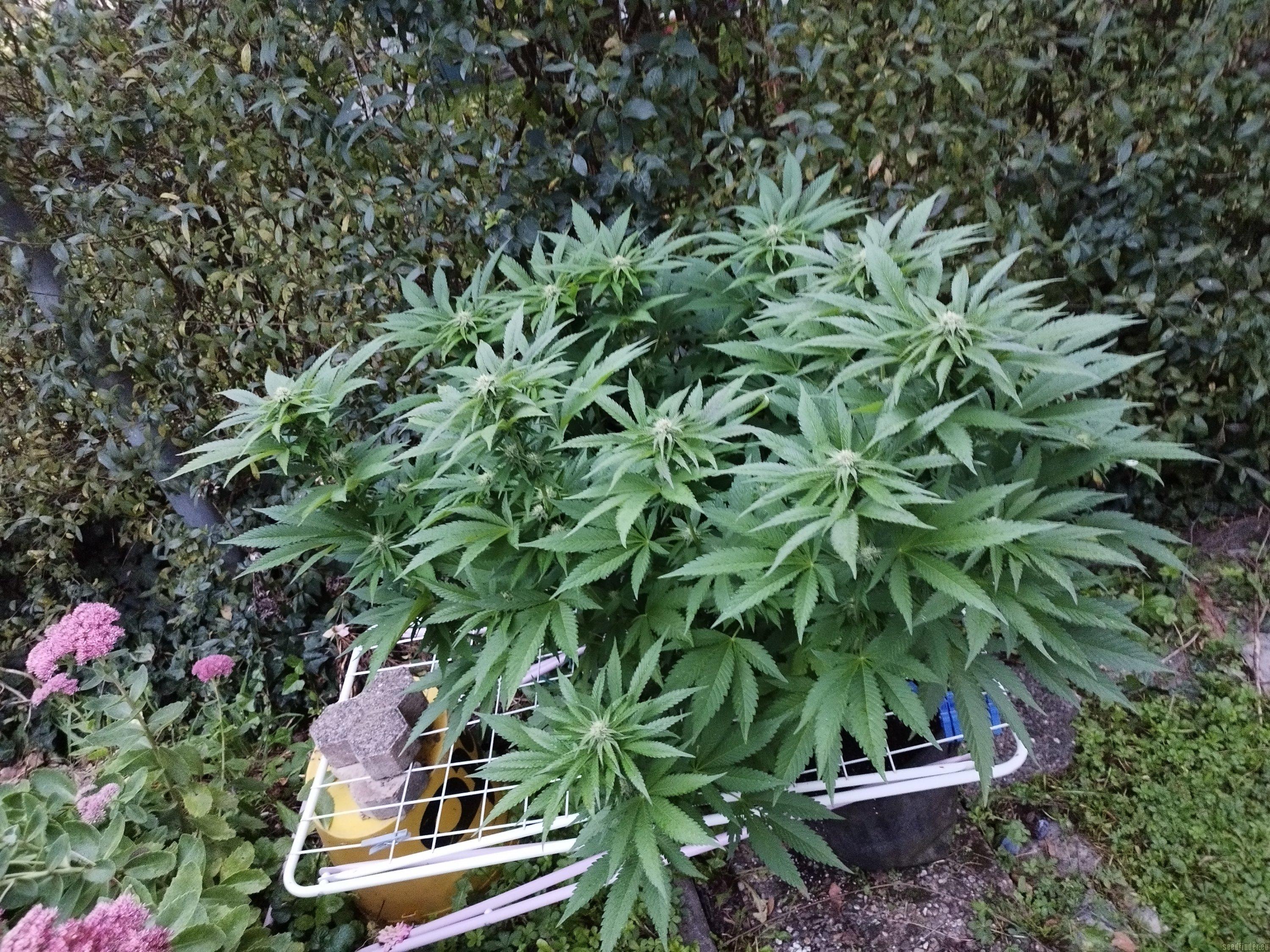 Mimosa X Orange Punch