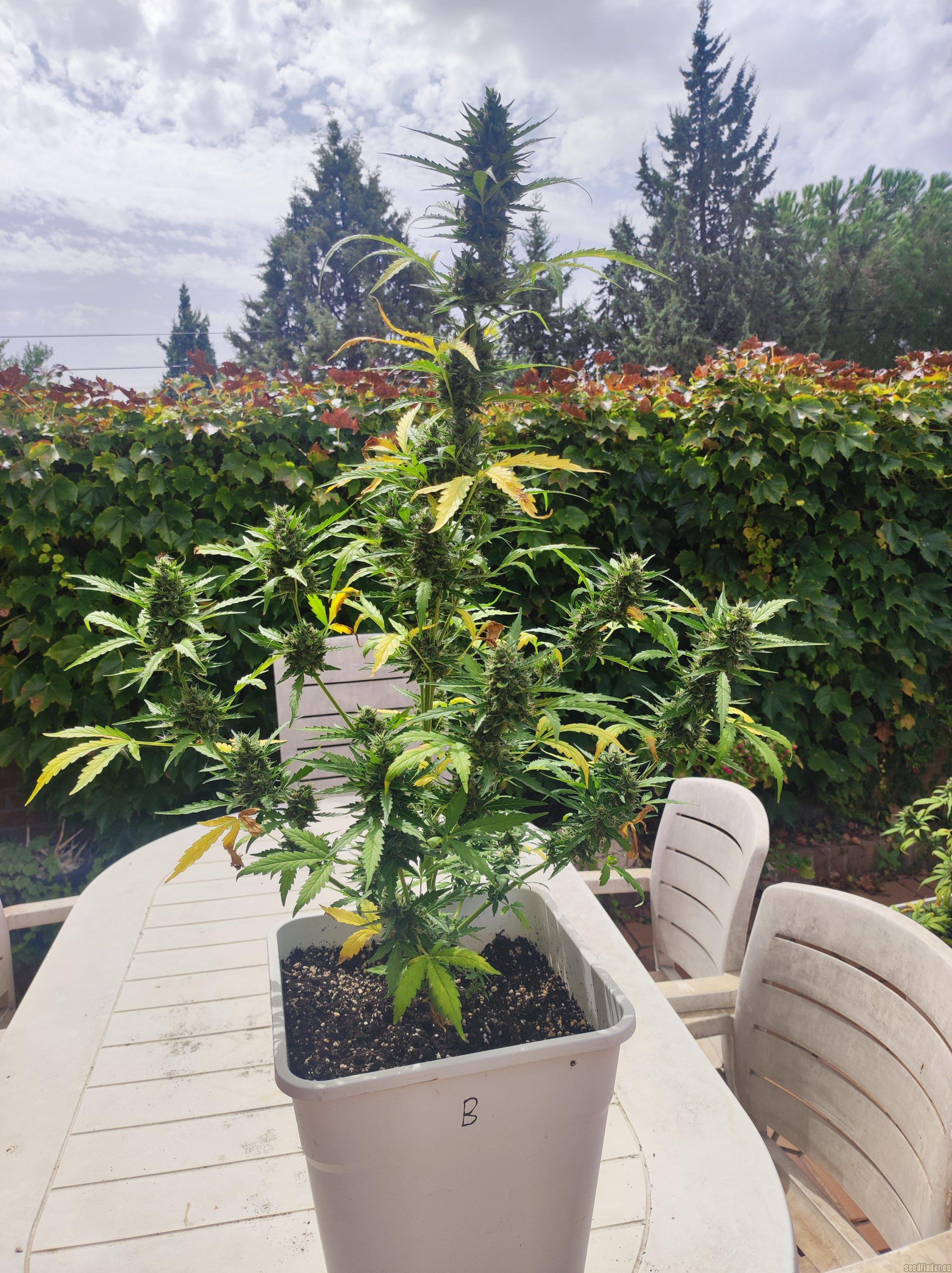 Moby Dick Auto