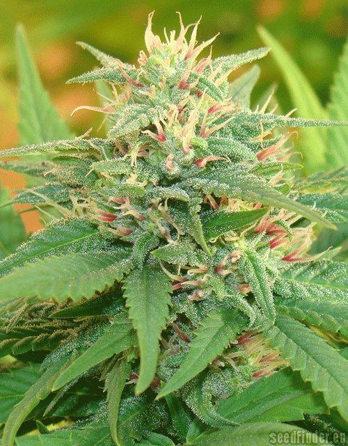 Narcotic Kush Auto