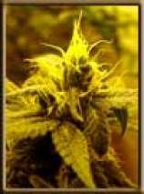 Neville's Haze Auto