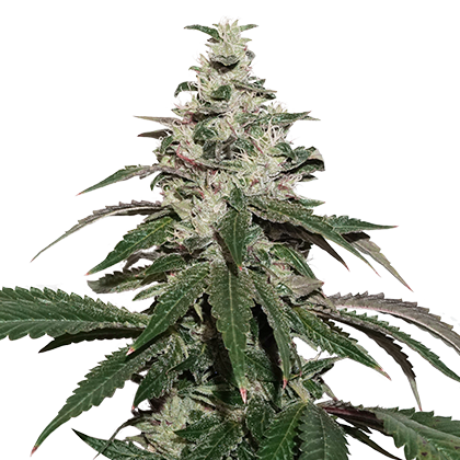 Nicole Cream Autoflower