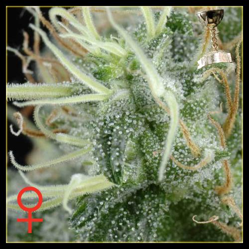 NL5 Haze Mist