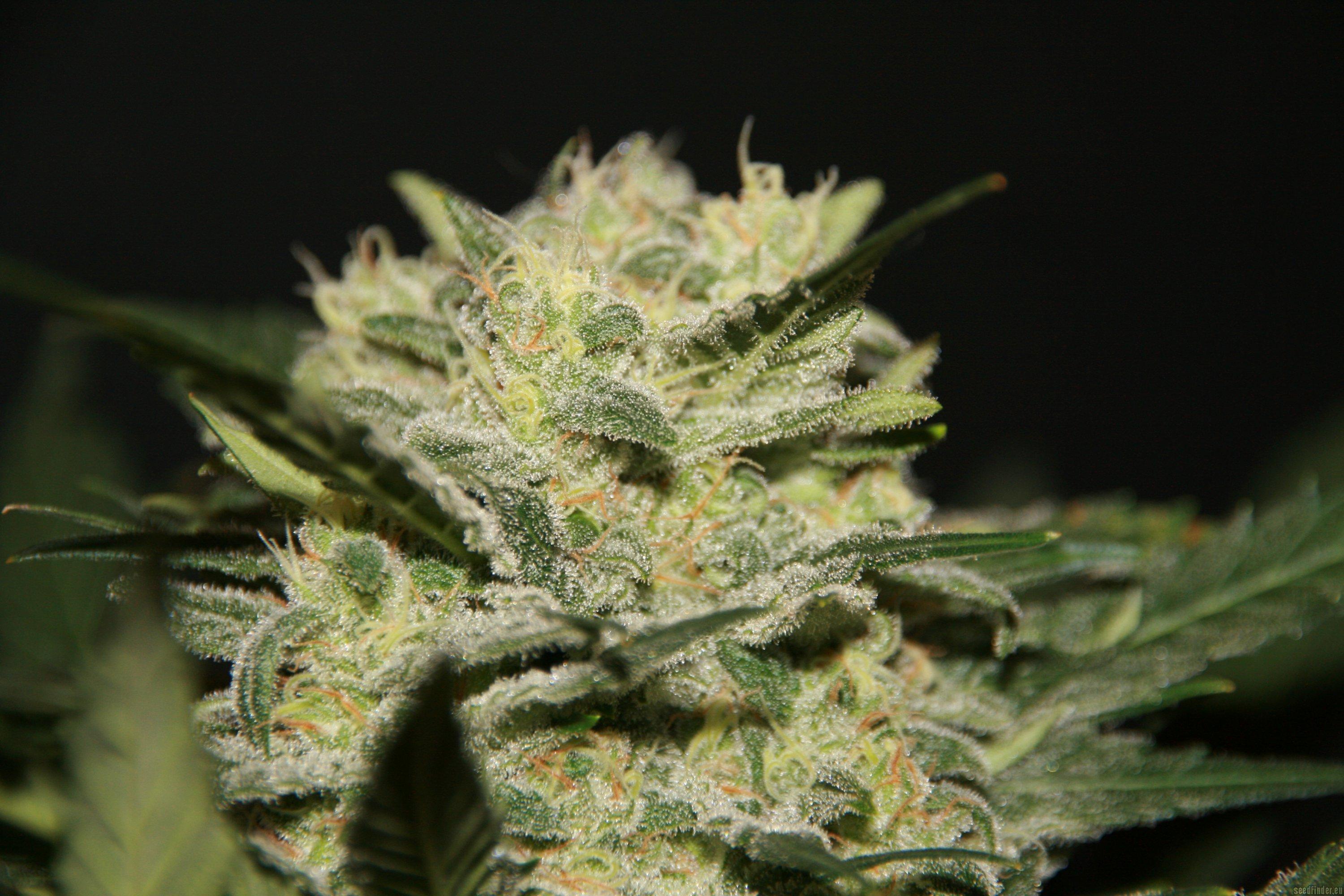 Northern Light