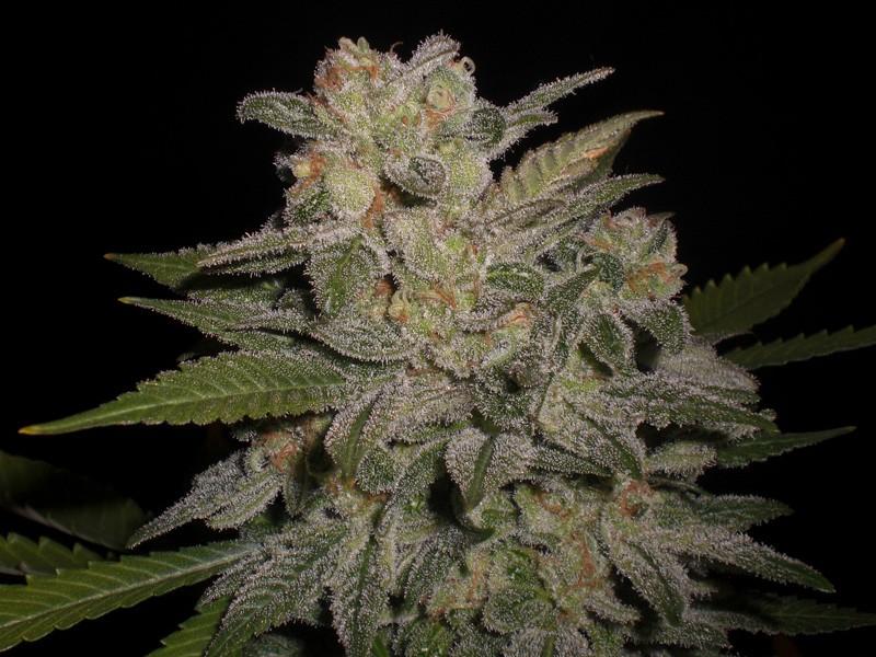 Northern Light Auto