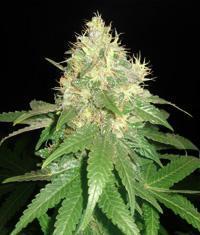 Northern Light Blue