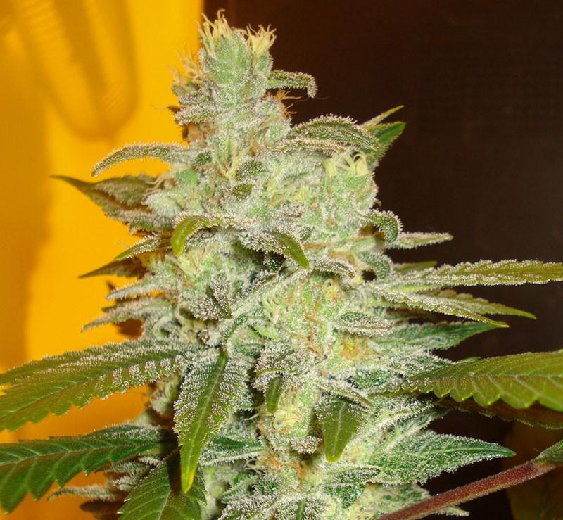 Northern Lights