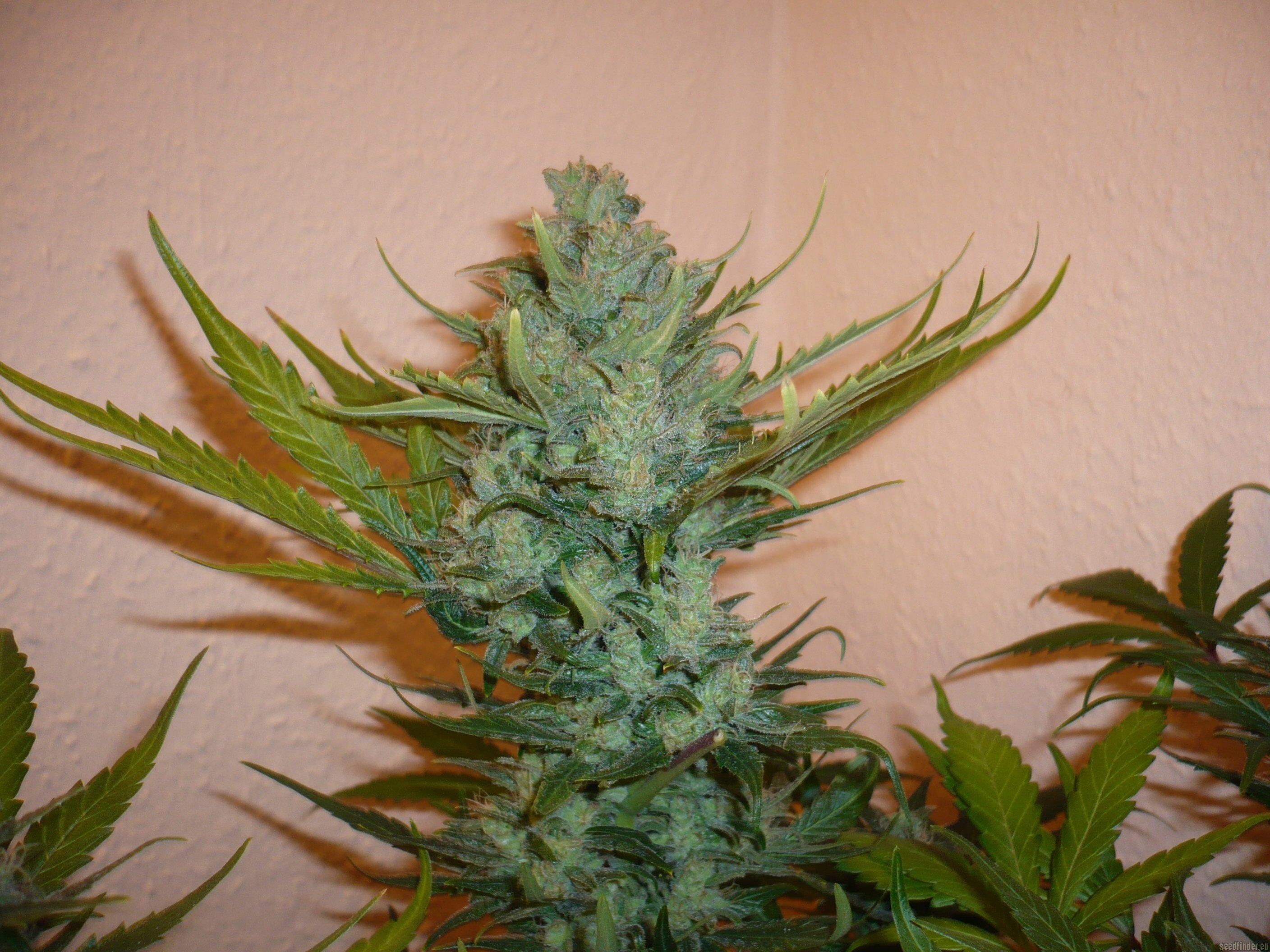 Northern Lights #5 x Haze
