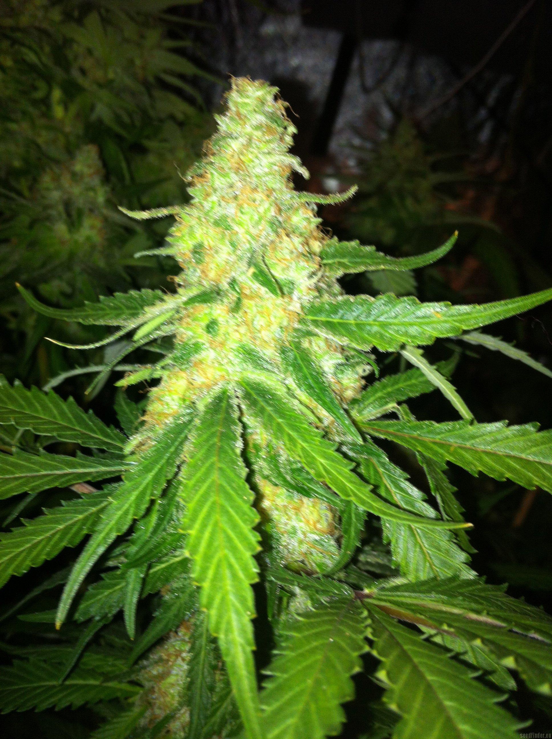 Northern lights x Skunk