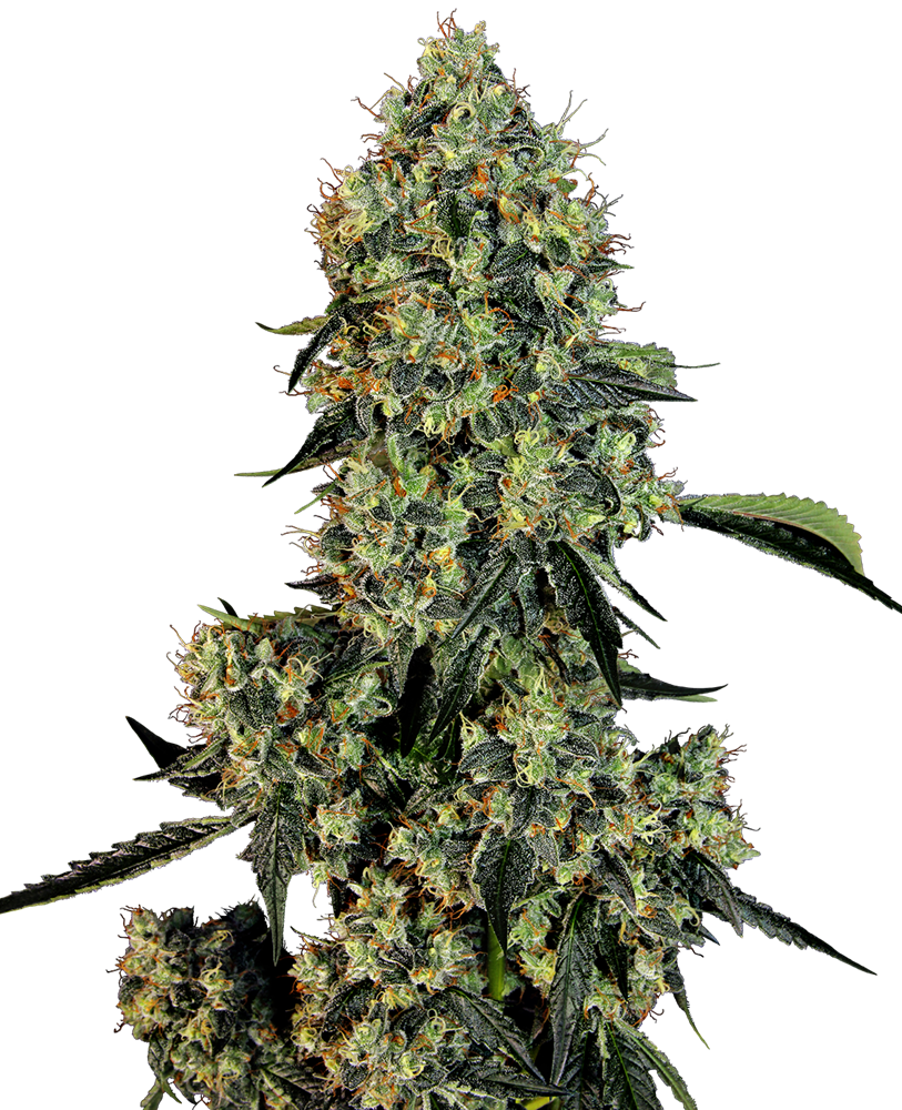 OG Kush