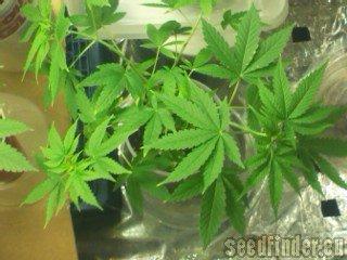 OG Kush