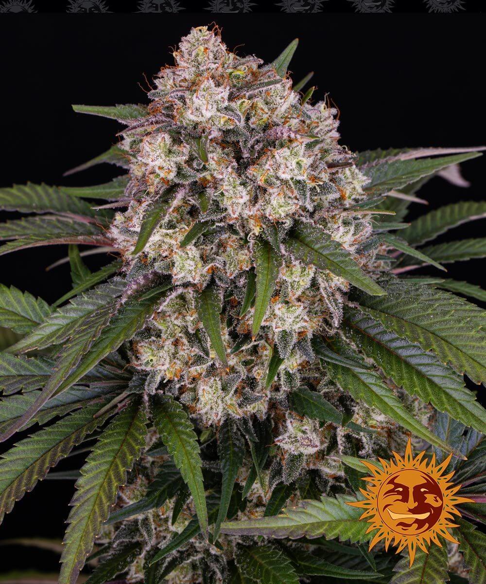 O.G. Kush Auto