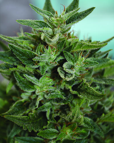 OG Kush CBD