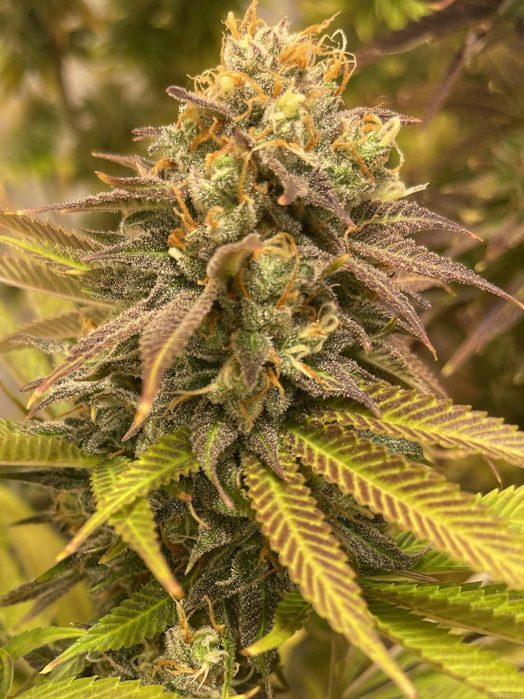 Oracle Octane