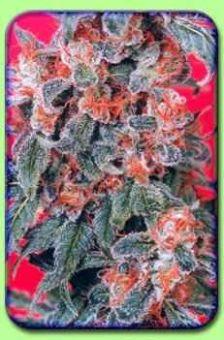 Orange Bud