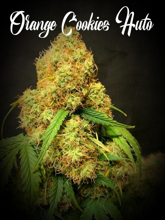 Orange Cookies Auto