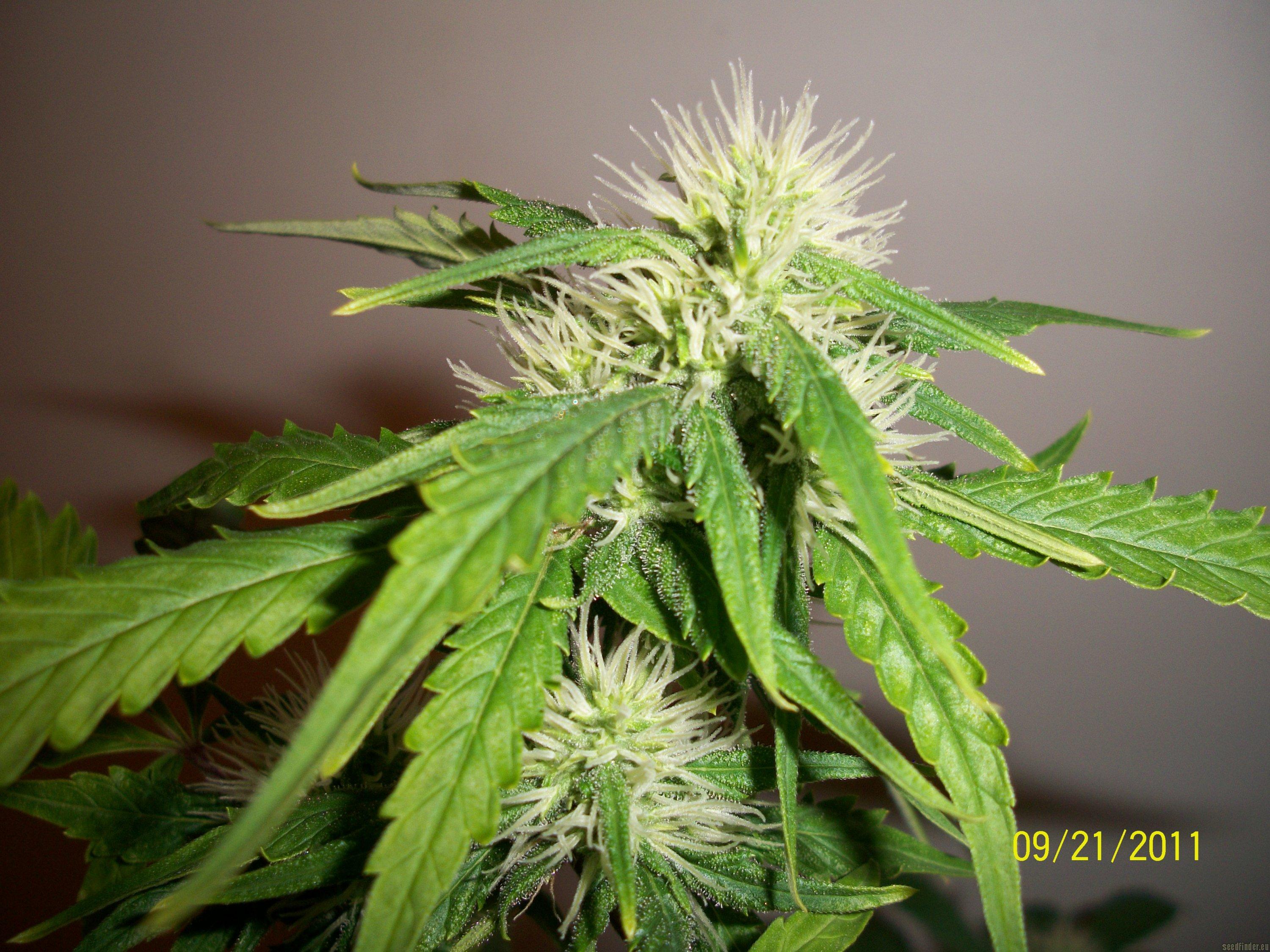 Original Amnesia